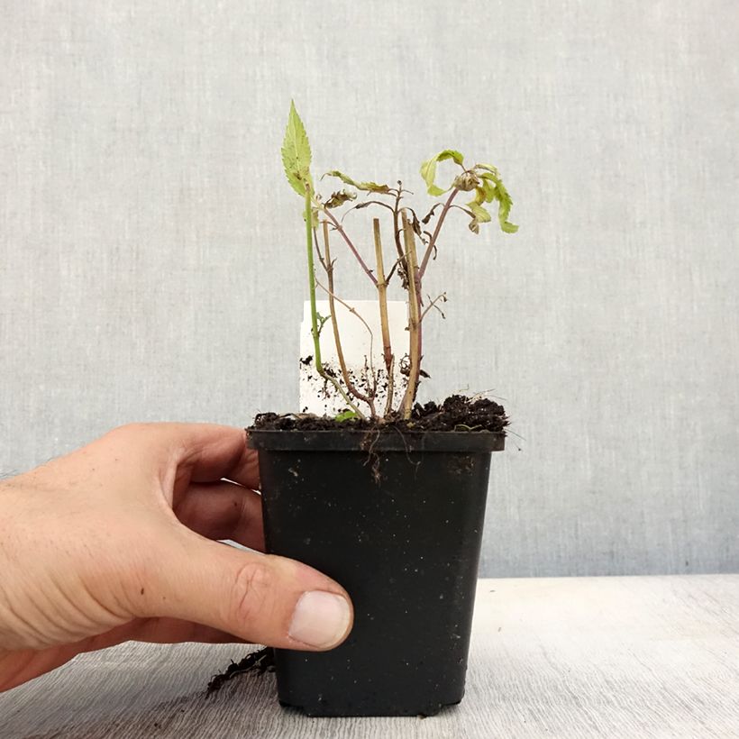 Ejemplar de Verbena hastata Rosea Maceta de 8/9 cm entregado en otoño