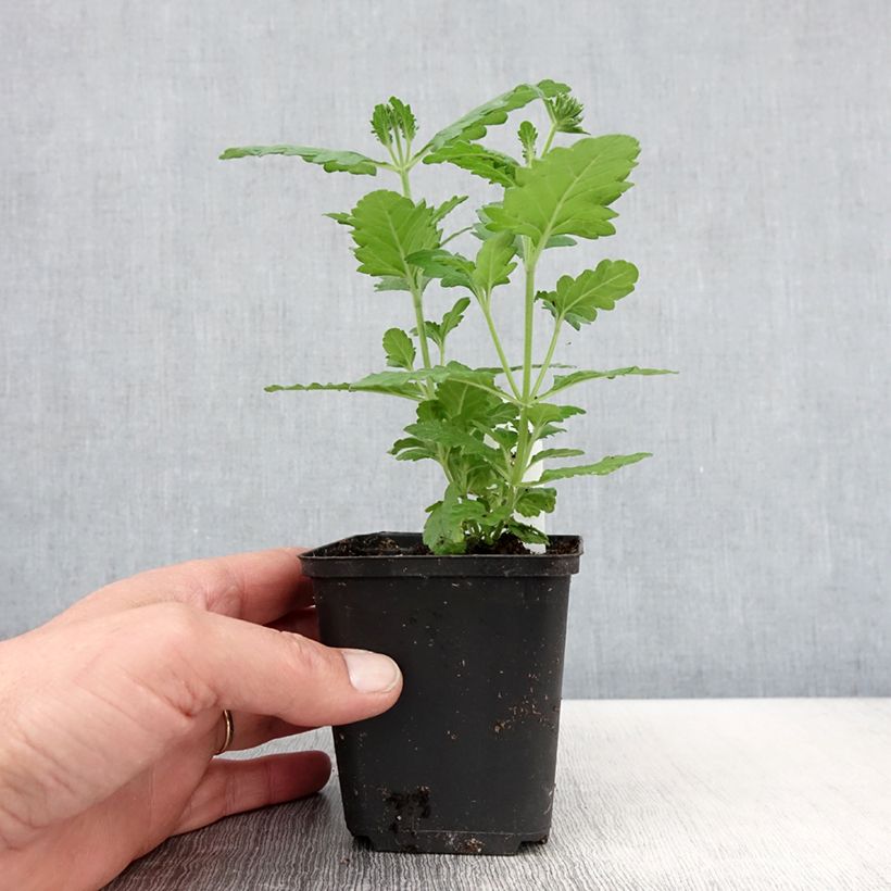 Verbena Virgo Lavender Star Maceta de 8/9 cm Ejemplar entregado en la primavera
