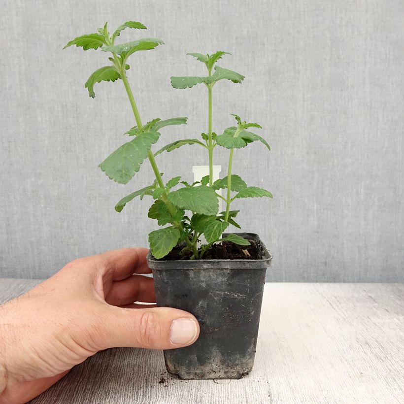 Verbena Virgo up Purple Maceta de 8/9 cm Ejemplar entregado en la primavera