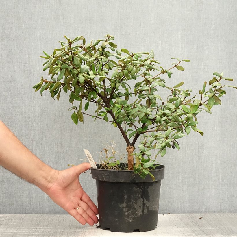 Ejemplar de Viburnum burkwoodii Conoy - Viburno Maceta 4L/5L entregado en verano
