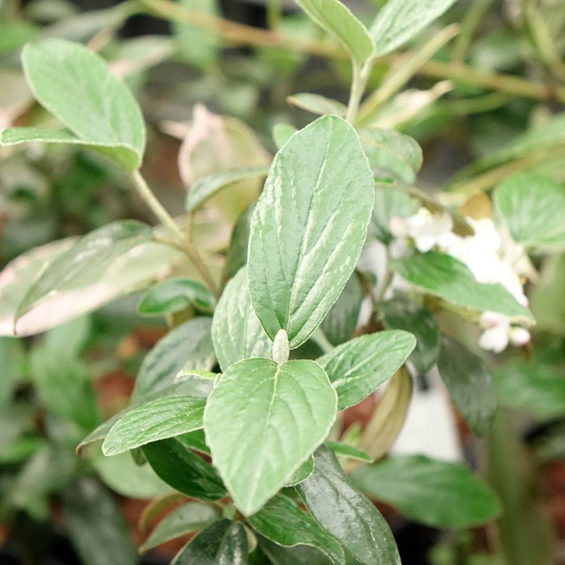 Viburnum burkwoodii Conoy - Viburno (Follaje)