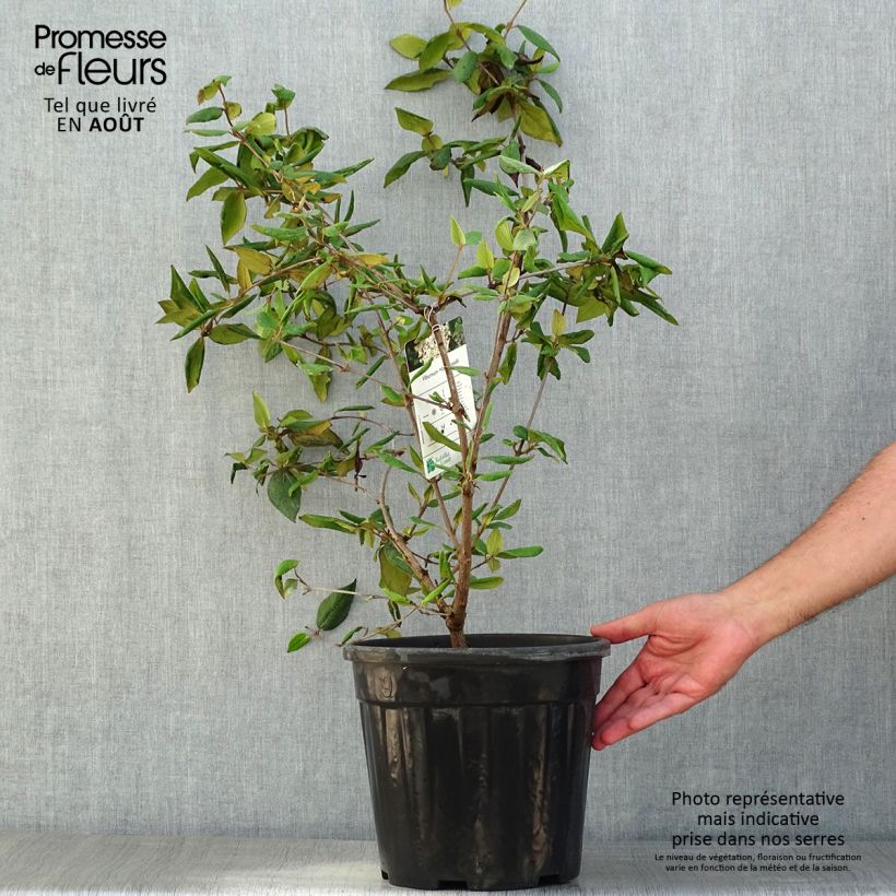 Ejemplar de Viburnum burkwoodii - Viburno Maceta 7,5L/10L entregado en verano