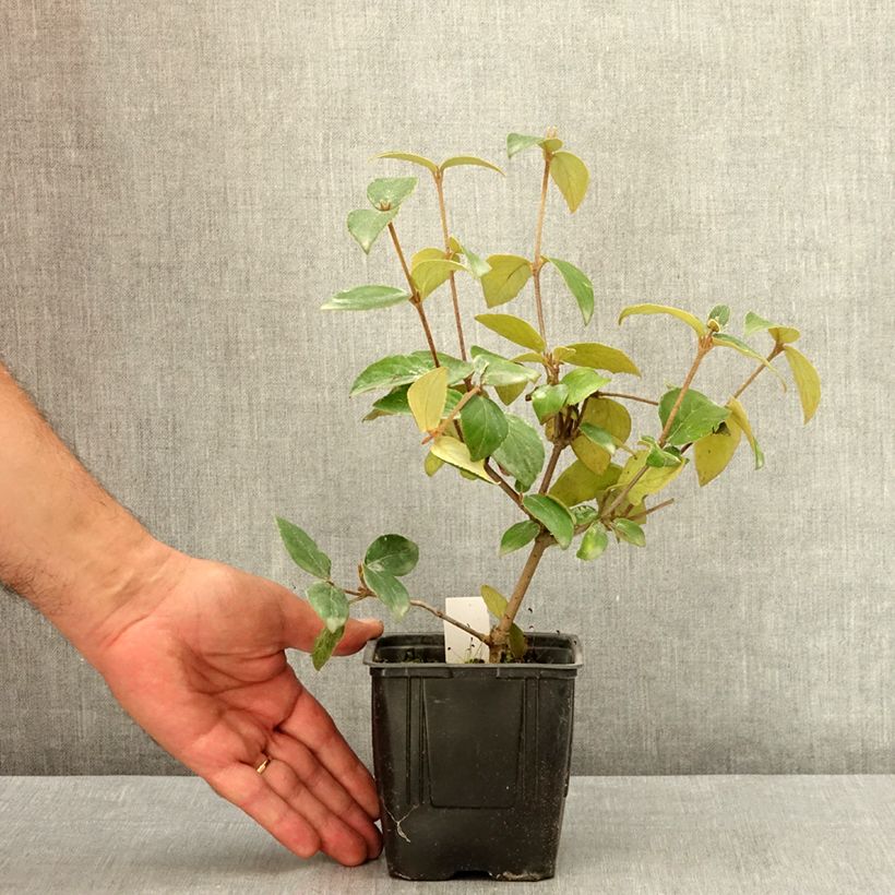 Ejemplar de Viburnum burkwoodii - Viburno Maceta de 12 cm / 13 cm entregado en verano