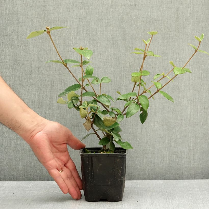 Viburnum burkwoodii - Viburno Maceta de 12 cm / 13 cm Ejemplar entregado en la primavera