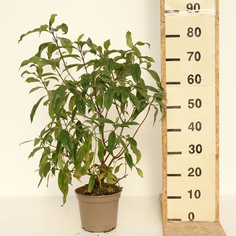 Viburnum cylindricum - Viburno Maceta 4L/5L Ejemplar entregado en la primavera