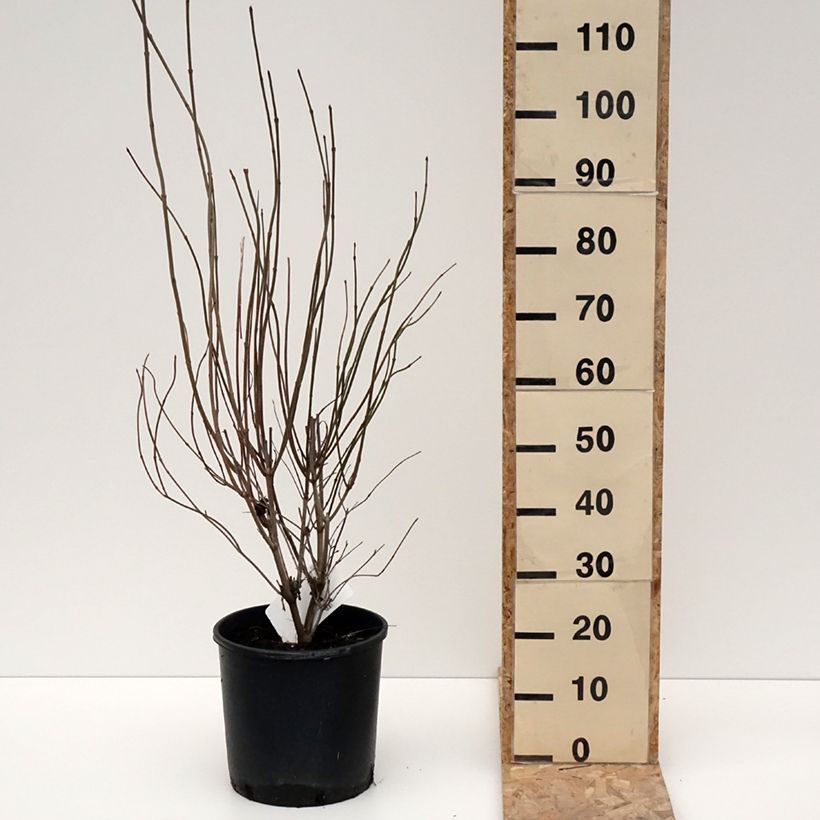 Viburnum dentatum Blue Muffin - Viburno Maceta 12L/15L Ejemplar entregado en invierno