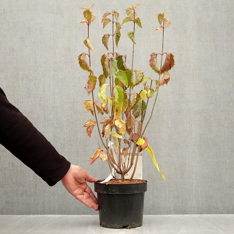 Ejemplar de Viburnum dentatum Blue Muffin - Viburno Maceta 3L/4L entregado en otoño