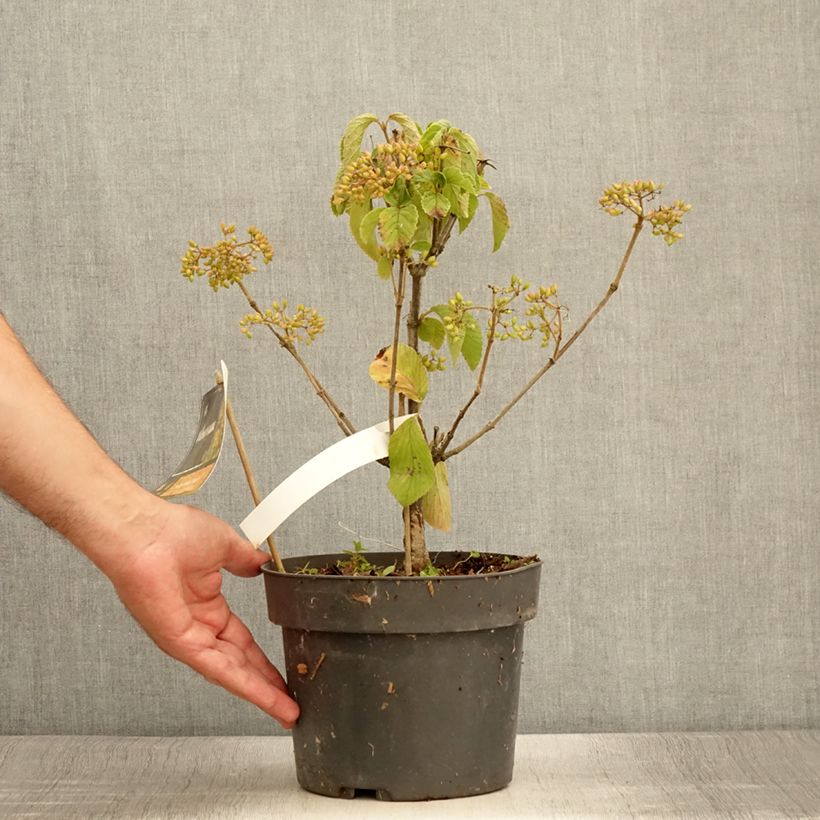 Ejemplar de Viburnum dilatatum Michael Dodge - Viburno Maceta 4L/5L entregado en verano