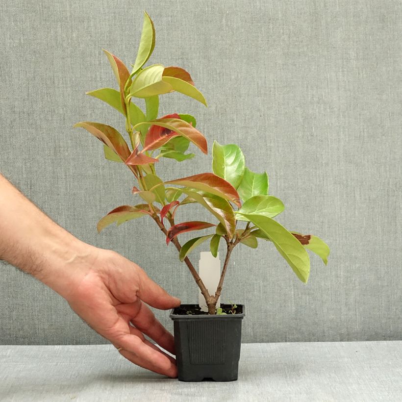 Ejemplar de Viburnum lucidum - Viburno Maceta de 8/9 cm entregado en verano