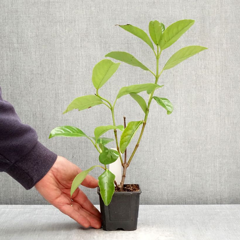 Viburnum lucidum - Viburno Maceta de 8/9 cm Ejemplar entregado en la primavera