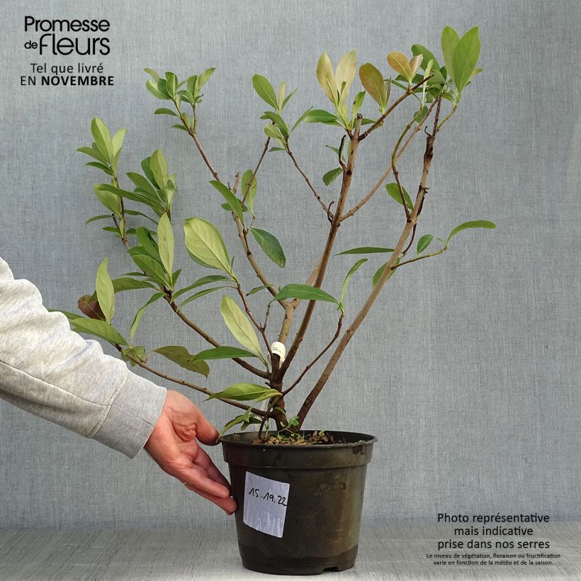 Ejemplar de Viburnum odoratissimum Coppertop - Viburno Maceta 3L/4L entregado en otoño