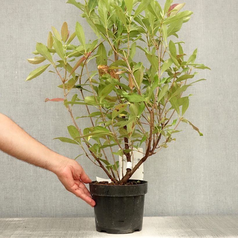 Ejemplar de Viburnum odoratissimum Coppertop - Viburno Maceta 3L/4L entregado en verano