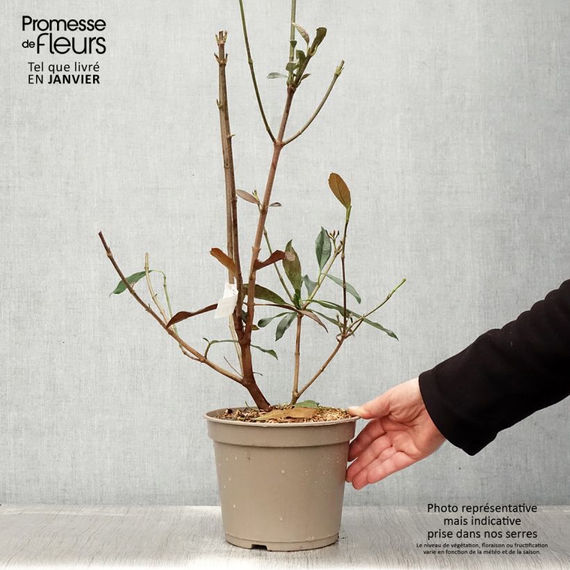Viburnum odoratissimum Coppertop - Viburno Maceta 3L/4L Ejemplar entregado en invierno