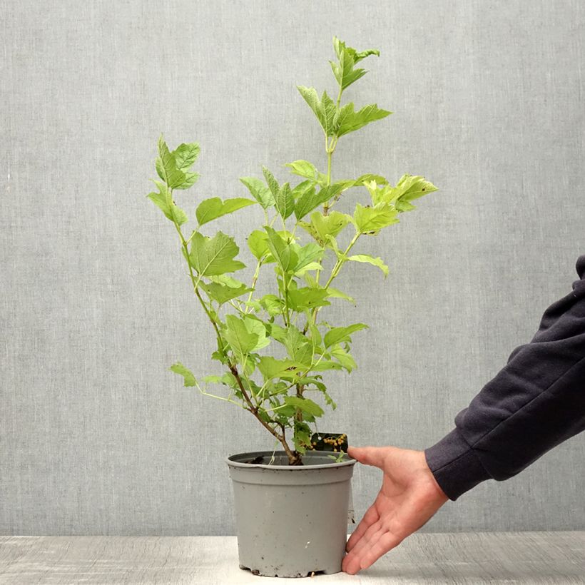 Ejemplar de Viburnum opulus Xanthocarpum Maceta 3L/4L entregado en verano
