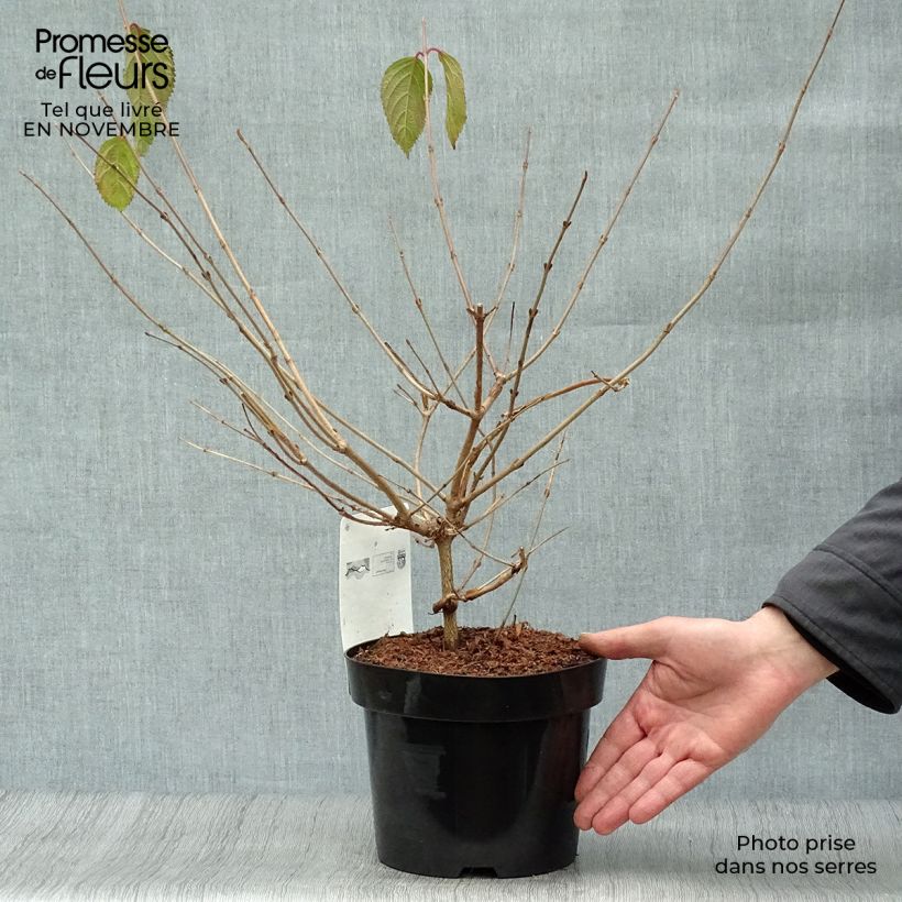 Ejemplar de Viburnum plicatum Mariesii - Viburno de China Maceta 3L/4L entregado en otoño