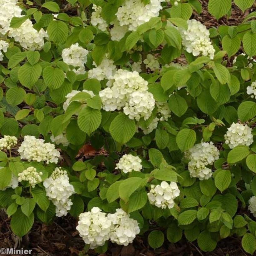 Viburnum plicatum Popcorn - Viburno de China (Floración)