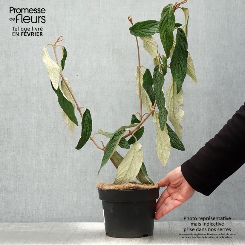 Viburnum rhytidophyllum - Viburno Maceta 2L/3L Ejemplar entregado en invierno