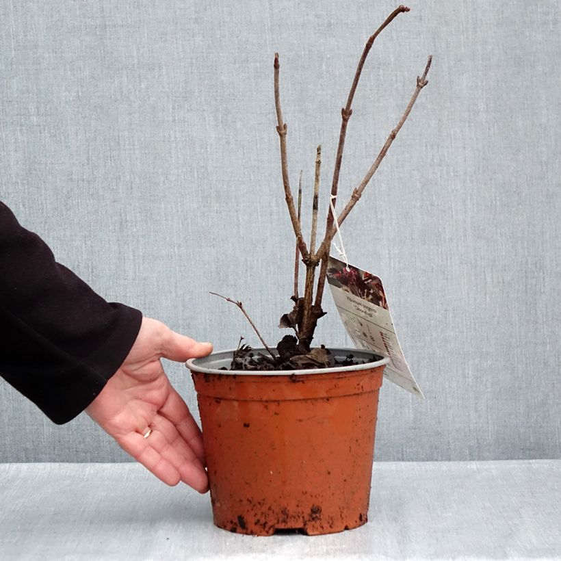 Ejemplar de Viburnum sargentii Onondaga - Viburno Maceta 2L/3L entregado en otoño