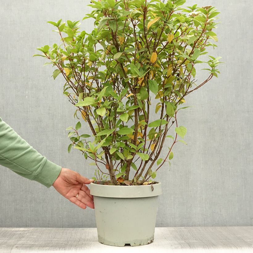 Ejemplar de Viburnum tinus Eve Price - Durillo Maceta 7,5L/10L entregado en verano
