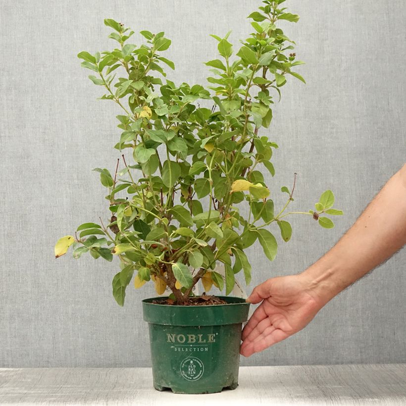 Ejemplar de Viburnum tinus Lisarose - Durillo Maceta 3L/4L entregado en verano