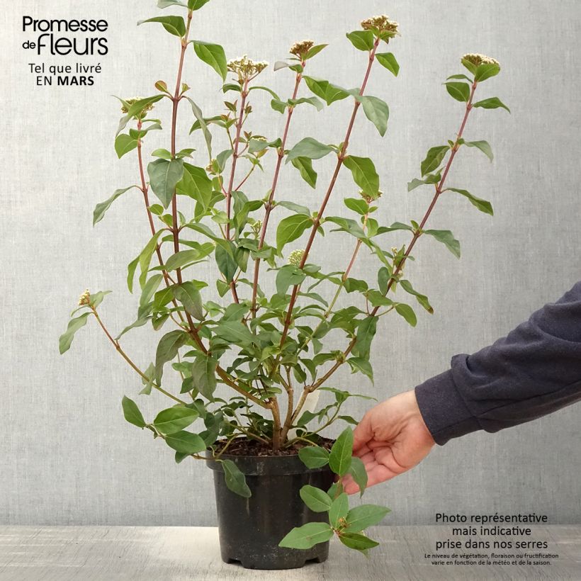 Viburnum tinus Purpureum - Durillo Maceta 2L/3L Ejemplar entregado en la primavera