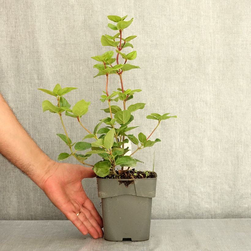 Ejemplar de Viburnum tinus Rock'n Rolla - Durillo Maceta 2L/3L entregado en verano