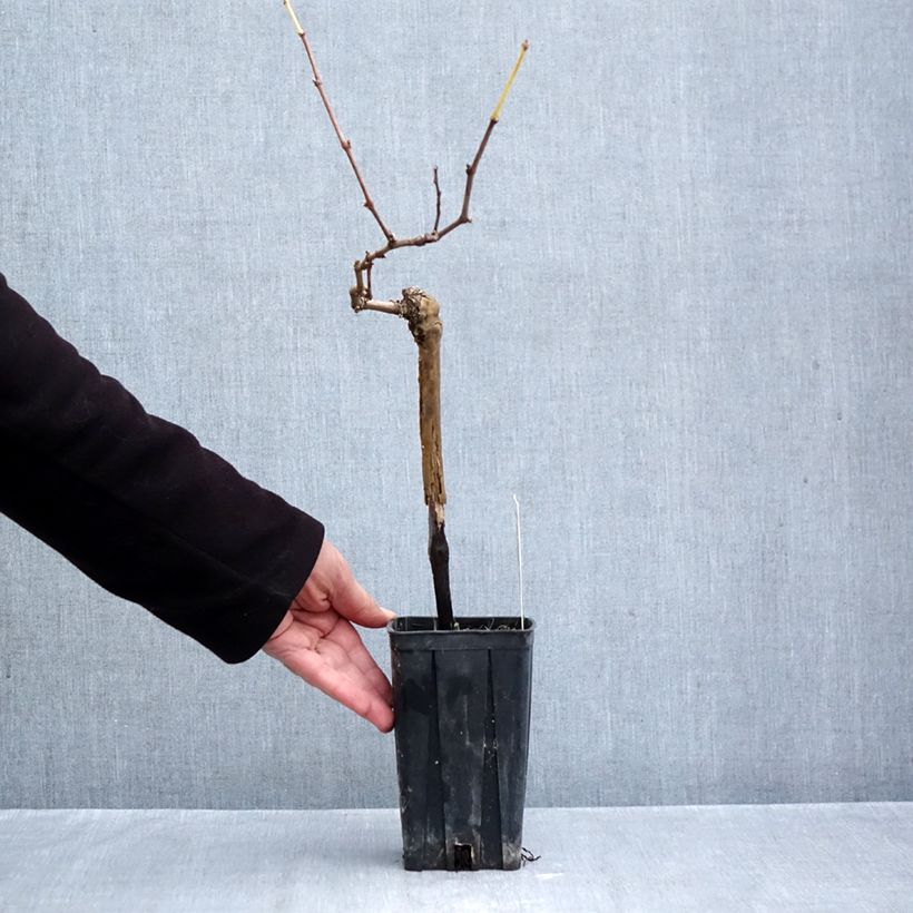 Ejemplar de Vid Albarossa Maceta 1,5L/2L entregado en otoño