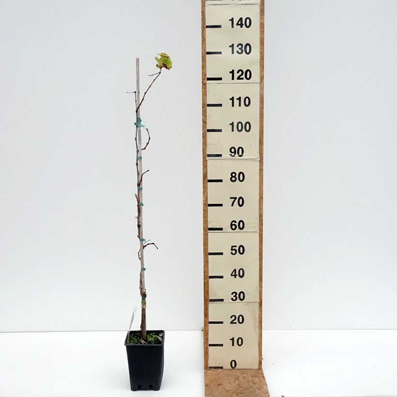Ejemplar de Vid Alphonse Lavallée ZPd4 Maceta 3L/4L entregado en otoño