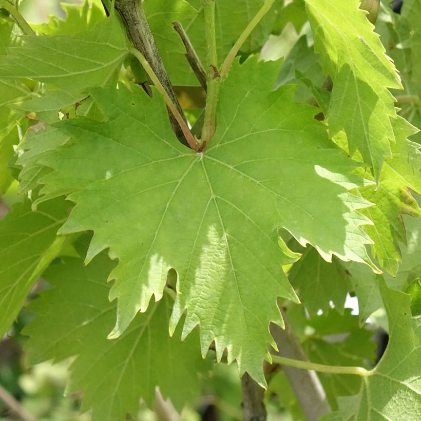Vid Ampelia Amandin (Follaje)