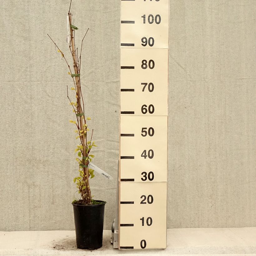 Vid - Vitis amurensis Maceta 3L/4L Ejemplar entregado en la primavera