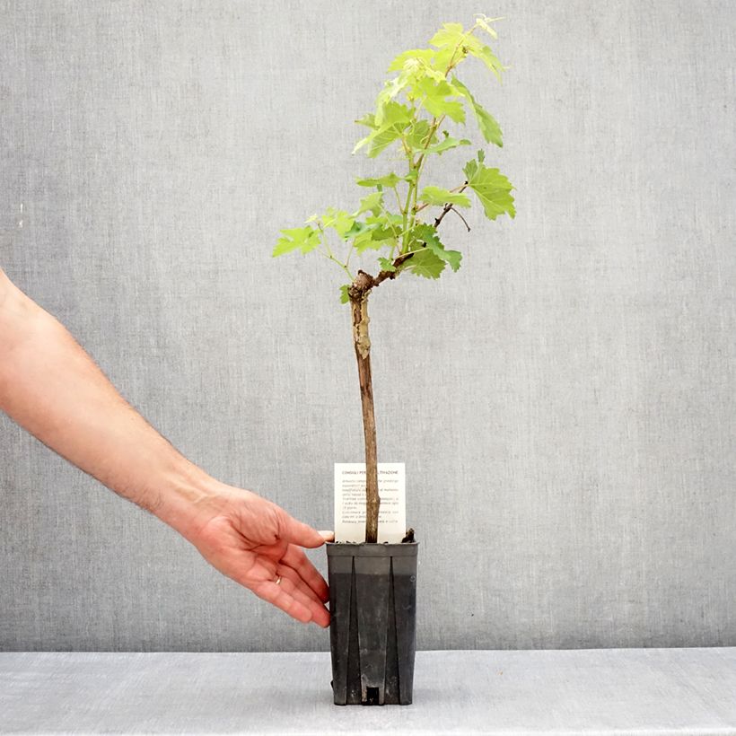 Vid Barbera Maceta 1,5L/2L Ejemplar entregado en la primavera