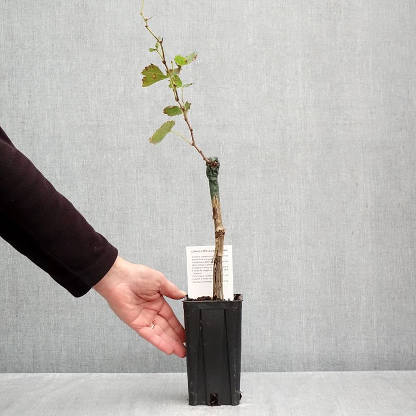 Ejemplar de Vid Bonarda Maceta 1,5L/2L entregado en otoño