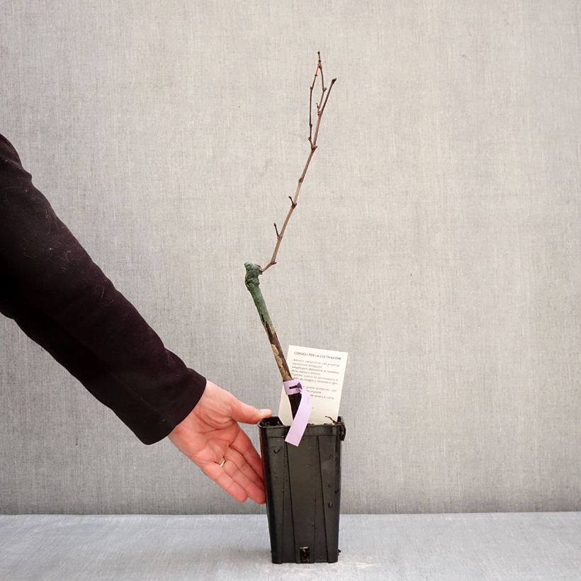 Vid Bonarda Maceta 1,5L/2L Ejemplar entregado en invierno