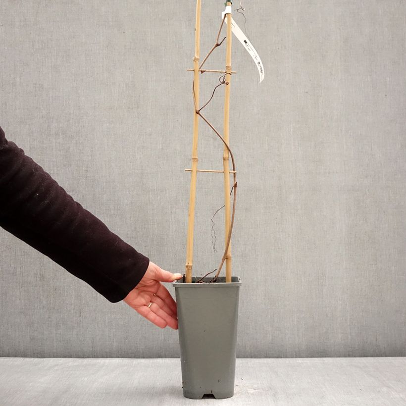 Vid Brant Maceta 2L/3L Ejemplar entregado en invierno