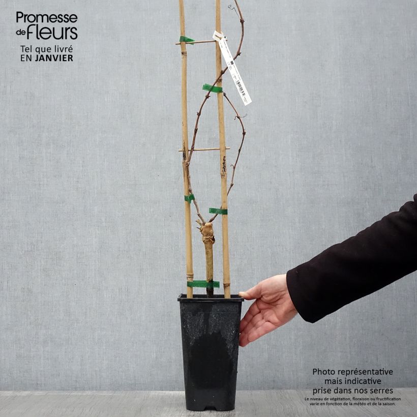 Vid Cardinal Maceta 1,5L/2L Ejemplar entregado en invierno