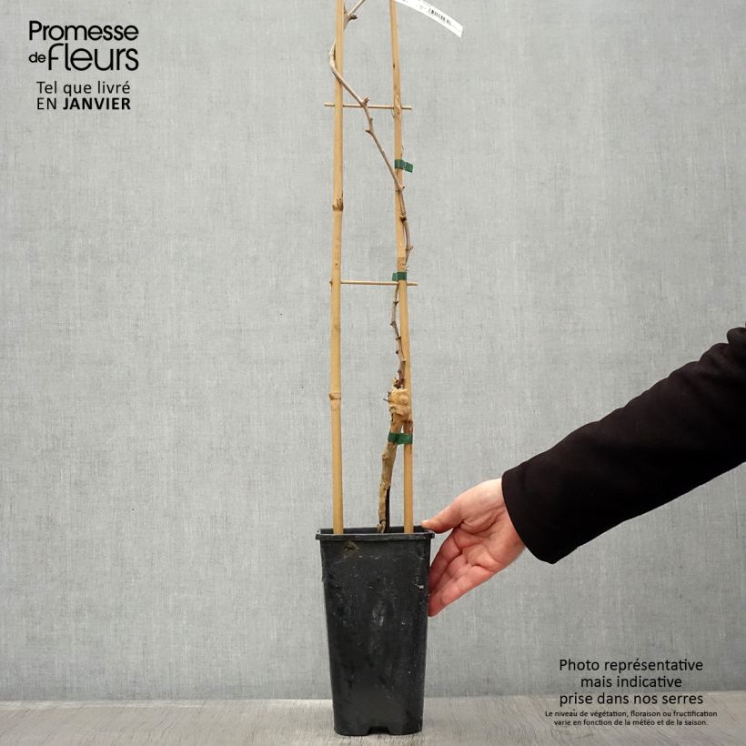 Vid Chasselas doré Maceta 2L/3L Ejemplar entregado en invierno