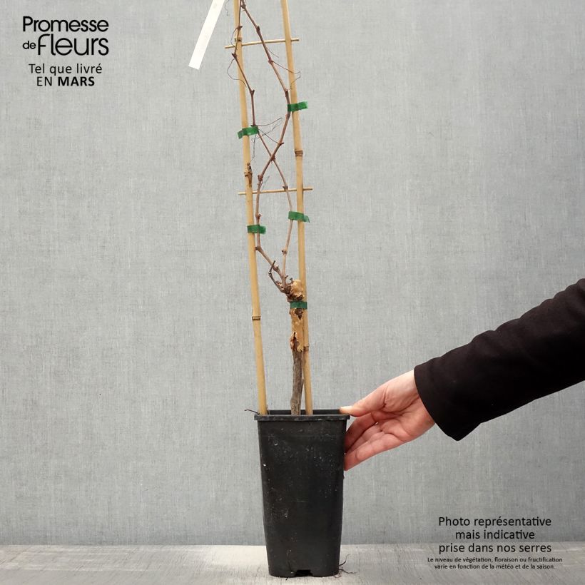 Vid Chasselas doré Maceta 2L/3L Ejemplar entregado en la primavera