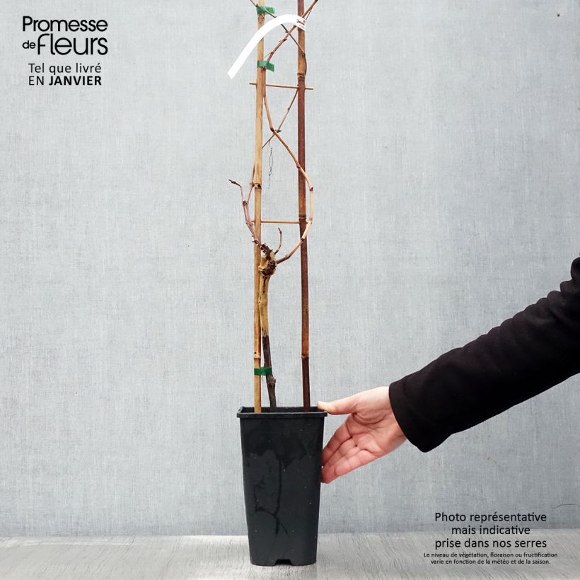 Vid Chasselas rose Maceta 2L/3L Ejemplar entregado en invierno