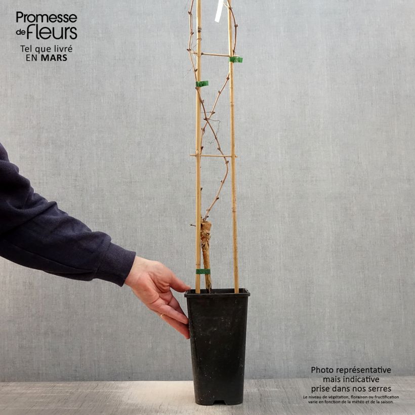 Vid Chasselas rose Maceta 2L/3L Ejemplar entregado en la primavera