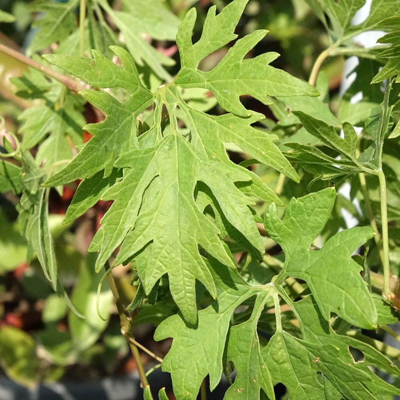 Vid Chasselas Cioutat (Follaje)