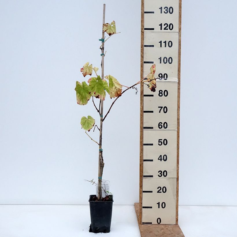 Ejemplar de Vid Citrina Maceta 1,5L/2L entregado en otoño