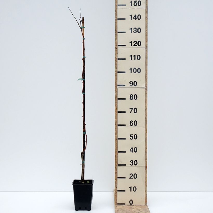 Vid Citrina Maceta 1,5L/2L Ejemplar entregado en invierno