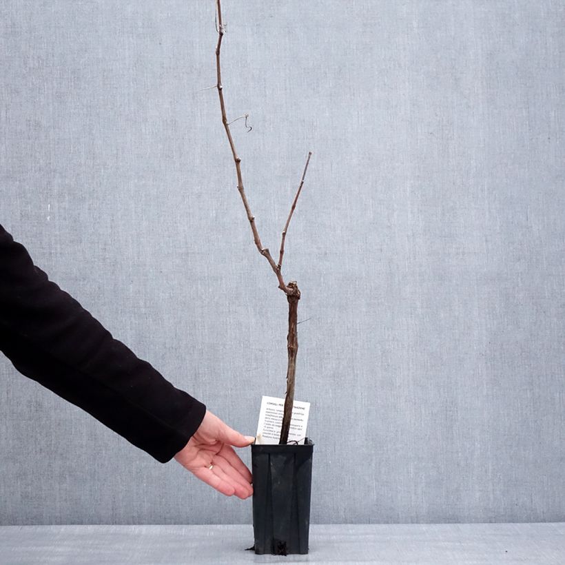 Vid Cortese Maceta 1,5L/2L Ejemplar entregado en invierno