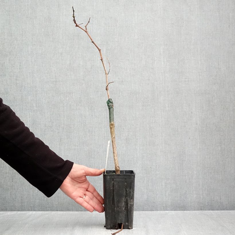 Ejemplar de Vid Croatina Maceta 1,5L/2L entregado en otoño