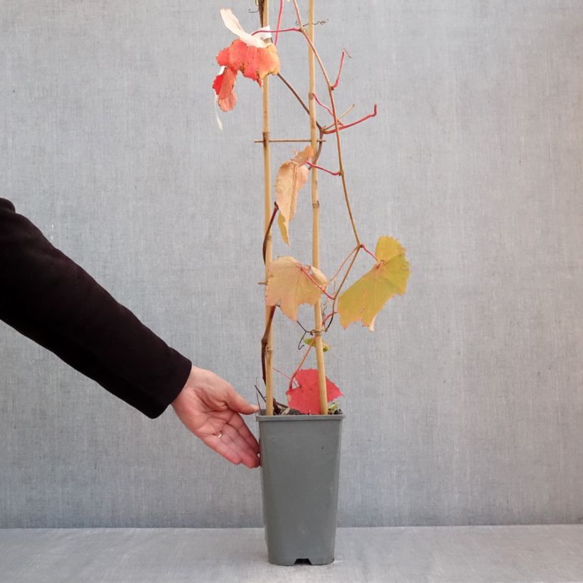 Ejemplar de Vitis coignetiae Sunning Dale - Viña ornamental Maceta 3L/4L entregado en otoño