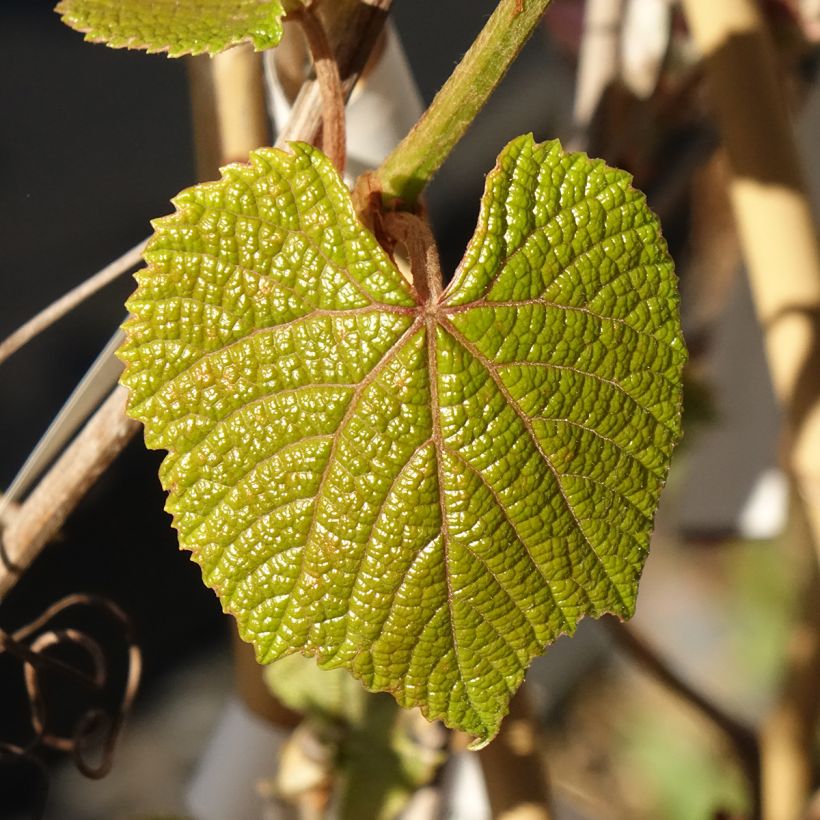 Vitis coignetiae Sunning Dale - Viña ornamental (Follaje)