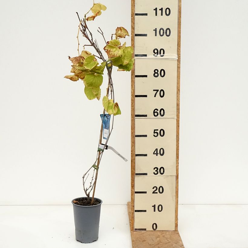 Ejemplar de Vid - Vitis riparia Maceta 3L/4L entregado en otoño