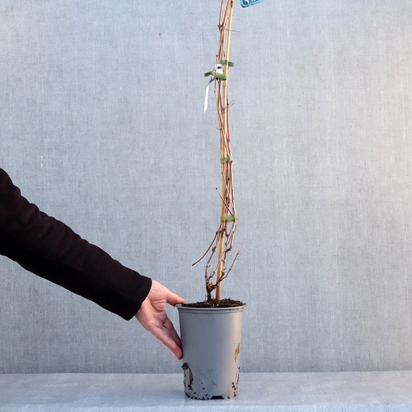 Vid - Vitis riparia Maceta 3L/4L Ejemplar entregado en invierno