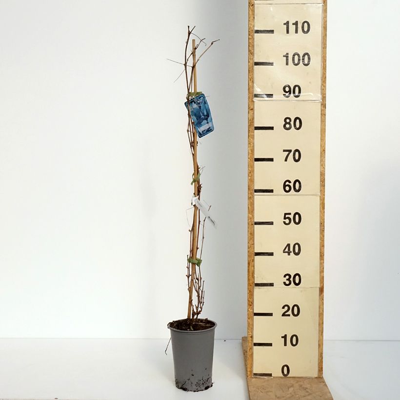 Vid - Vitis riparia Maceta 3L/4L Ejemplar entregado en la primavera