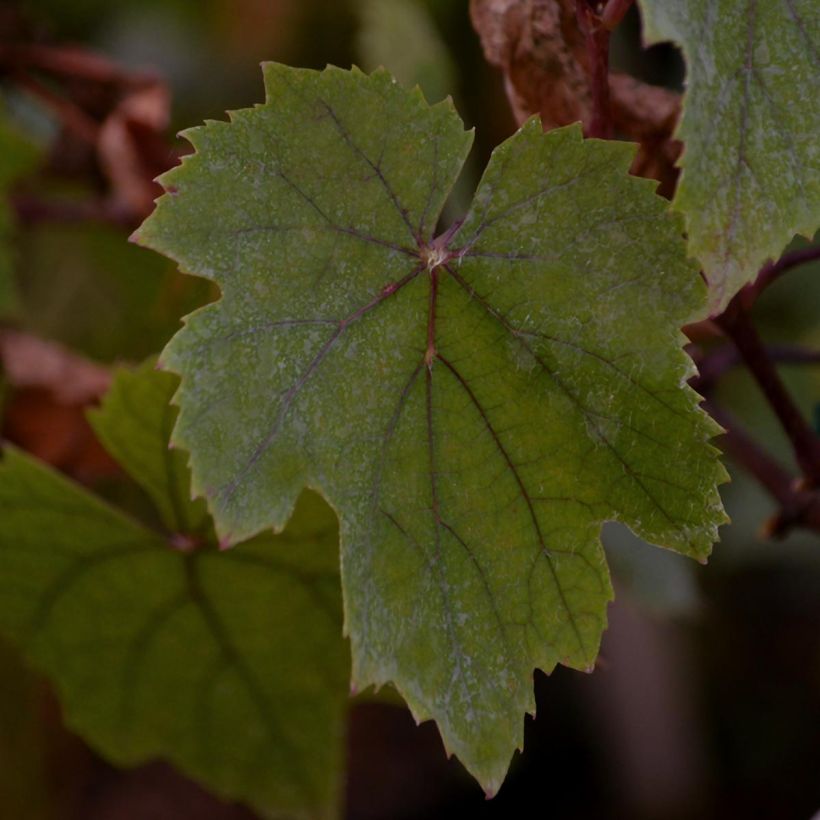 Vid Purpurea (Follaje)